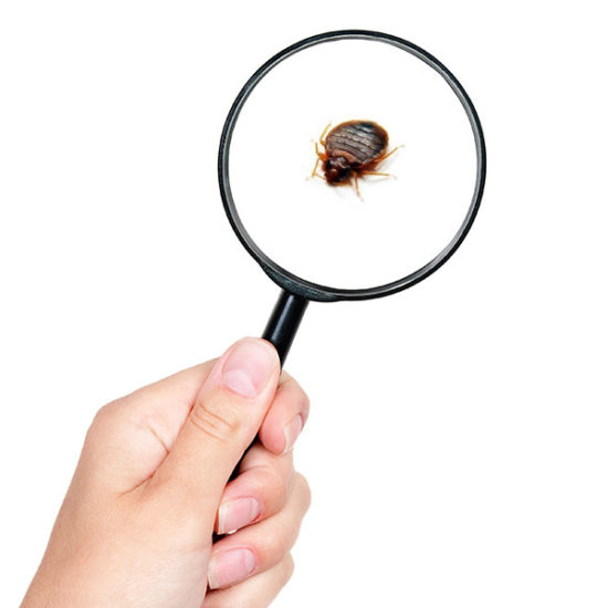 how-much-is-bed-bug-treatment