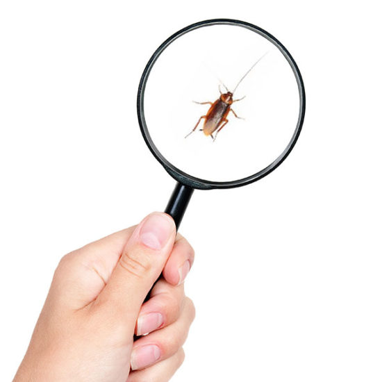 how-much-is-roach-treatment-columbia-sc