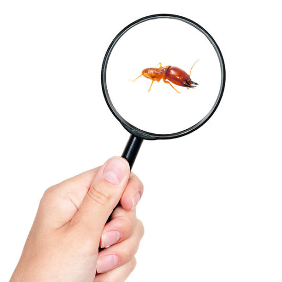 how-much-is-termite-treatment-in-columbia-sc